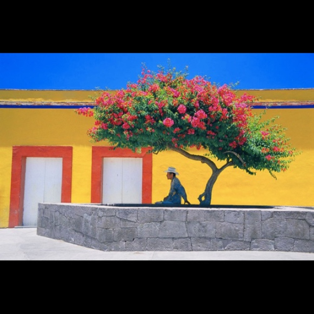 Lone Tree Siesta by Tomas Spangler
